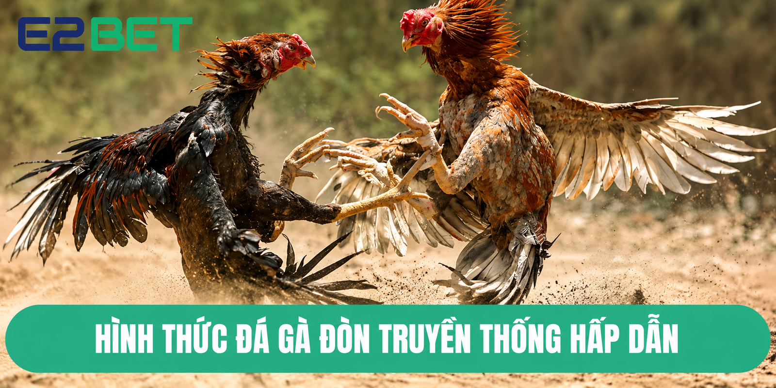 Hình thức đá gà đòn truyền thống hấp dẫn